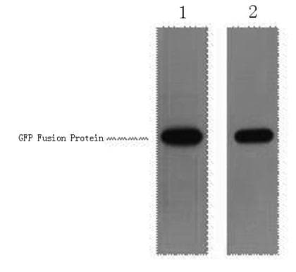 Polyclonal Rabbit GFP Tag Antibody (WB)