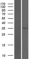 Human OR2T34 Protein (Over-Expression Lysate Myc-DDK (Flag))