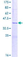 Human Brain Protein 44 / BRP44 (Recombinant GST)