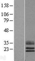 TEX29 / C13orf16 Protein (Over-Expression Lysate Myc-DDK (Flag))