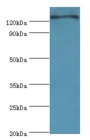RET Antibody (aa29-300)