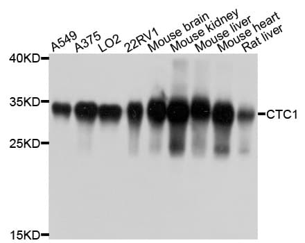 CYC1 / Cytochrome C-1 Antibody