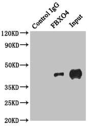 FBXO4 / FBX4 Antibody