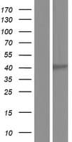Human TMEM129 Protein (Over-Expression Lysate Myc-DDK (Flag))