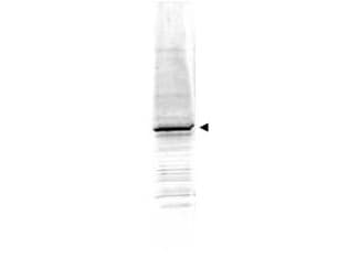 IHC-plus™ ZIF268 / EGR1 Antibody