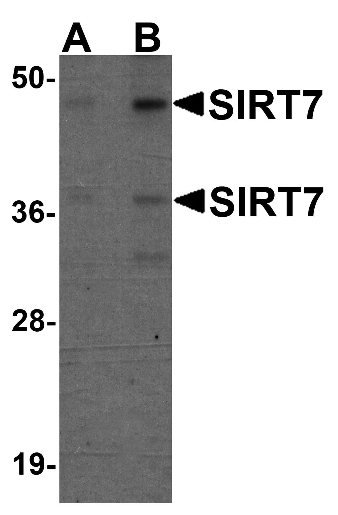 Polyclonal Chicken anti-Human SIRT7 / Sirtuin 7 Antibody (WB)