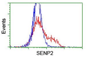 Monoclonal Mouse anti-Human SENP2 Antibody (clone OTI1D7, IHC, IF, WB)