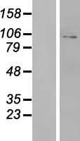 GRIA3 / GLUR3 Protein (Over-Expression Lysate Myc-DDK (Flag))