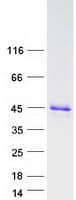 Human CHMP4A Protein (Recombinant Myc-DDK (Flag))