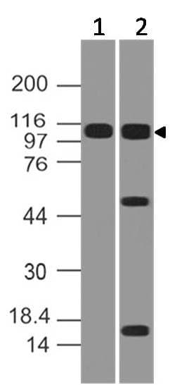 Polyclonal Rabbit anti-Human NLRP2 / NALP2 Antibody (WB)