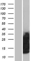 GYPC / Glycophorin C Protein (Over-Expression Lysate Myc-DDK (Flag))