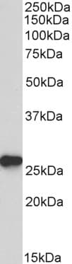 IHC-plus™ PRDX6 / Peroxiredoxin 6 Antibody (aa15-27)