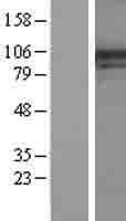 PI4KA Protein (Over-Expression Lysate Myc-DDK (Flag))