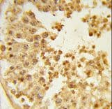 WDR37 Antibody (aa426-455)