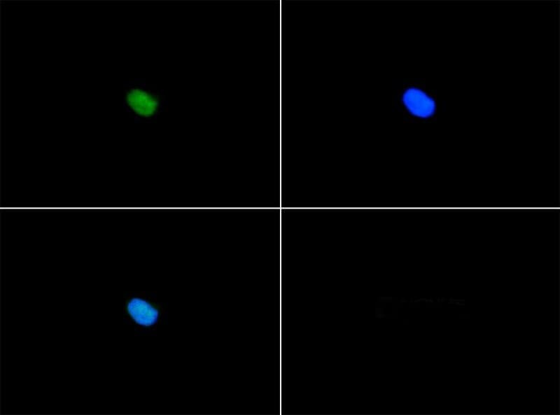 SERF1A / SERF1 Antibody