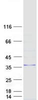 Human MARCH8 Protein (Recombinant Myc-DDK (Flag))