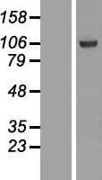 SFMBT1 Protein (Over-Expression Lysate Myc-DDK (Flag))