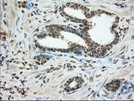 CYP1A2 Antibody (clone OTI8F1)