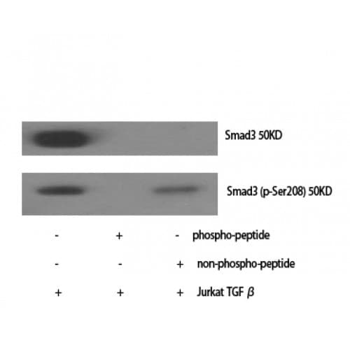 SMAD3 Antibody (120-200 aa)