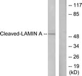 IHC-plus™ Polyclonal Rabbit anti-Human LMNA / Lamin A+C Antibody (aa212-261, IHC, WB)