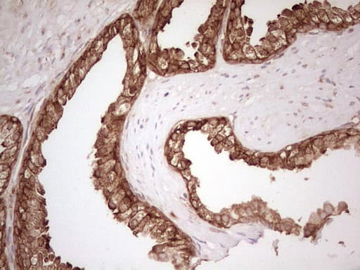 Monoclonal Mouse anti-Human WIBG Antibody (clone OTI5E2, IHC, WB)