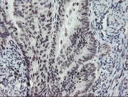MLF2 Antibody (clone OTI1E3)