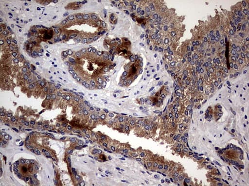 CD63 Antibody (clone OTI1E10)