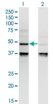 CASP4 / Caspase 4 Antibody (clone 7G7)