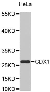 CDX1 Antibody