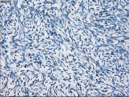 CD32A Antibody (clone OTI9C6, Carrier-free)
