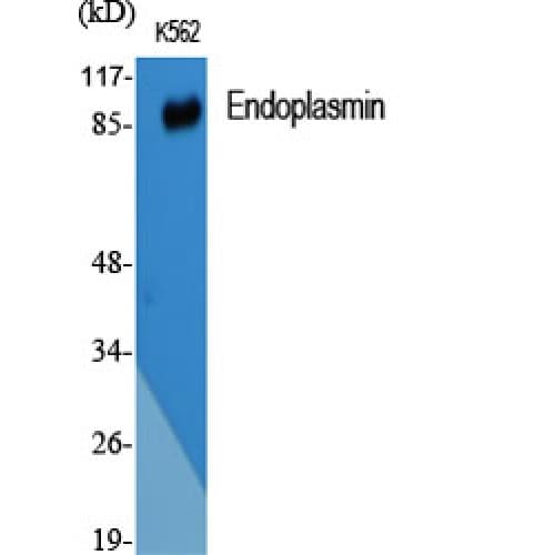 HSP90B1 / GP96 / GRP94 Antibody (730-810 aa, C-terminal)