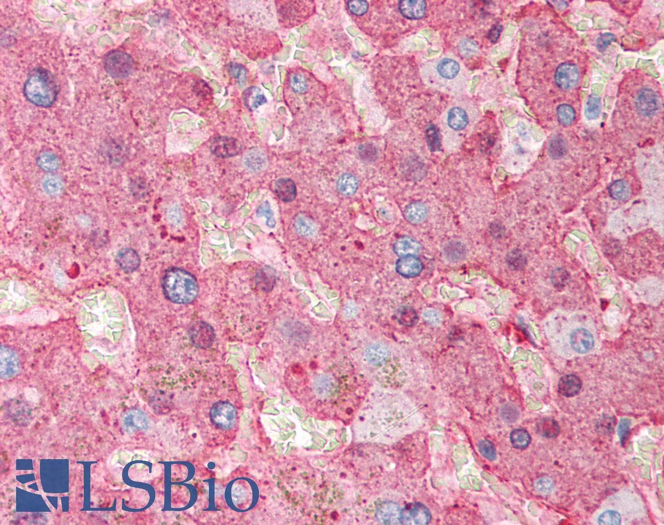 IHC-plus™ Fibrinogen Antibody