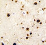 SYNCRIP / HnRNP Q Antibody (aa591-623)