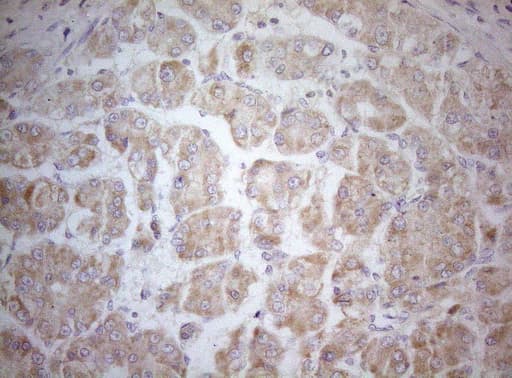 MXD4 Antibody (clone OTI7F7)