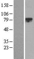 SRPK2 Protein (Over-Expression Lysate Myc-DDK (Flag))