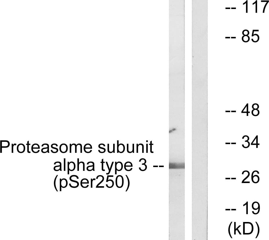 PSMA3 Antibody (phospho-Ser250)