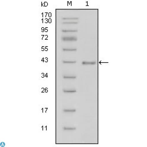 LAMB1 / Laminin Beta 1 Antibody