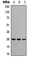 CAPNS2 Antibody (C-Terminus)