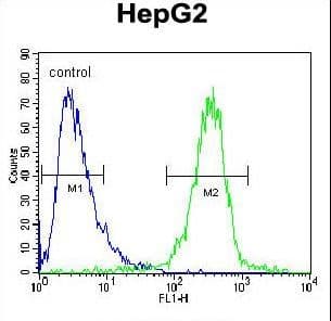 IGF2BP2 Antibody (aa530-556)