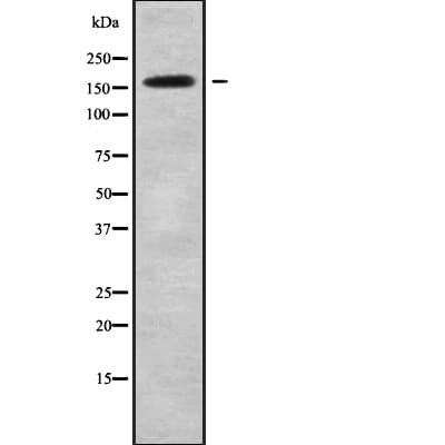 Polyclonal Rabbit anti-Human CNTNAP1 / CASPR / p190 Antibody (WB)