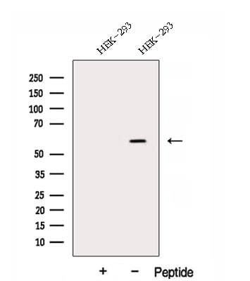 DNAJC7 Antibody
