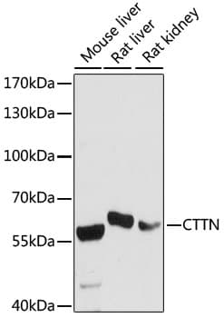 CTTN / Cortactin Antibody
