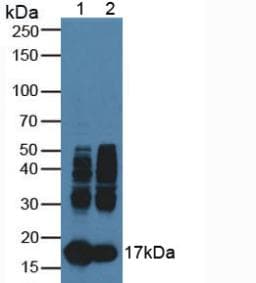 MB / Myoglobin Antibody (aa1-154, Biotin)