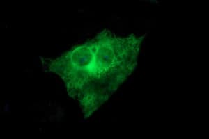 TUBB2B / Tubulin Beta 2B Antibody (clone OTI2G4, Carrier-free)