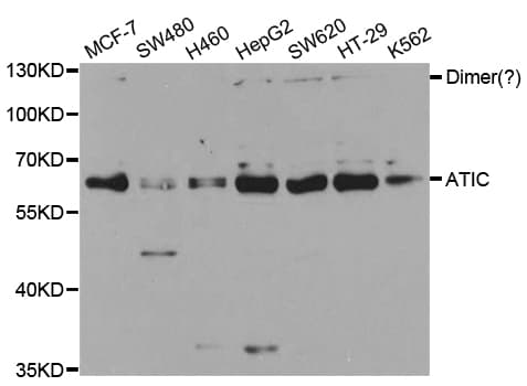 Polyclonal Rabbit anti-Human AICAR / ATIC Antibody (IHC, IF, WB)