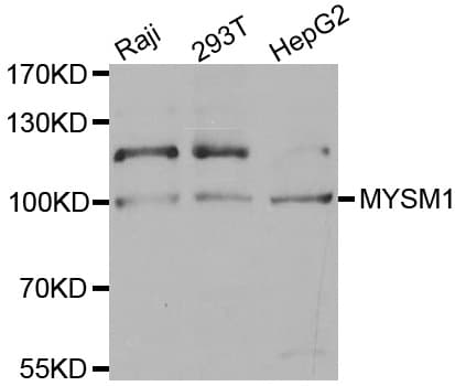MYSM1 Antibody