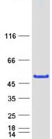 Human MAGEB1 Protein (Recombinant Myc-DDK (Flag))
