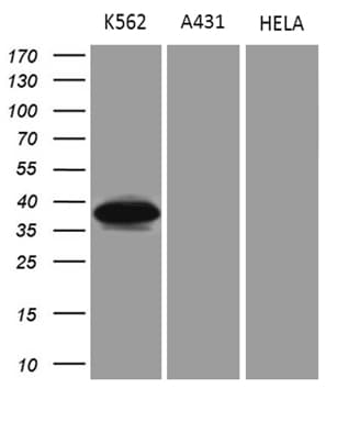 NMI Antibody (aa1-223, clone OTI2C1, Carrier-free)