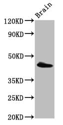 Polyclonal Rabbit anti-Human PEX13 Antibody (WB)