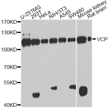 VCP Antibody